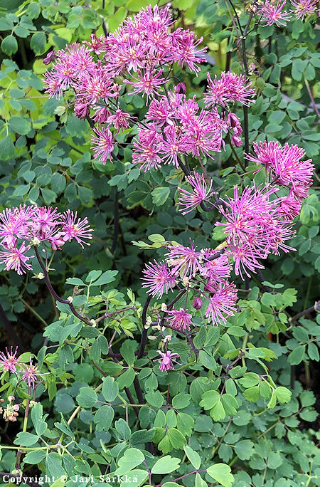 Thalictrum aquilegiifolium 'My Little Favourite', lehtongelm